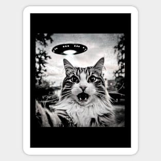 Cat Sticker